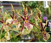 Brassidium hybrid