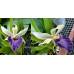 Cochleanthes hybrid 03