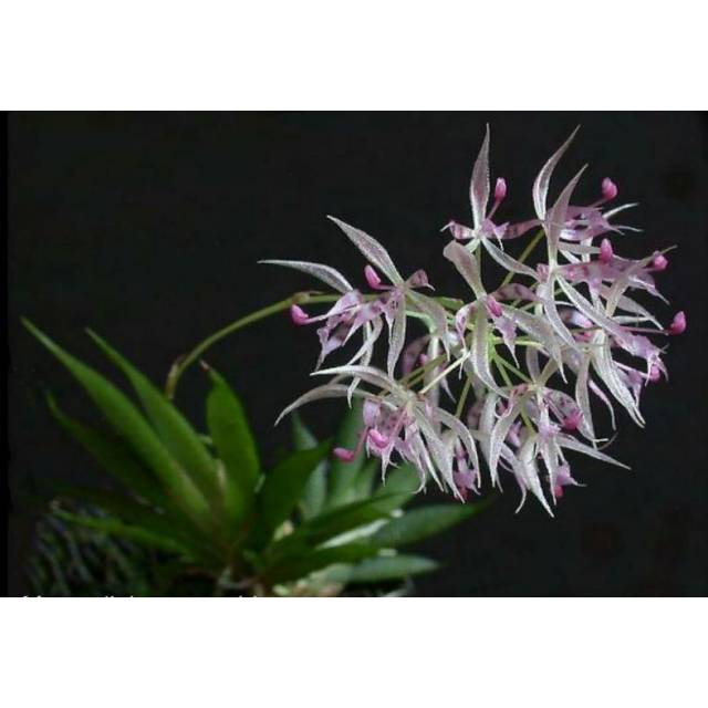 Macroclinium manabinum