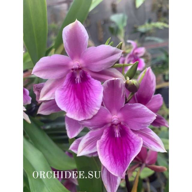Miltonia Honolulu "Tiger Teeth"