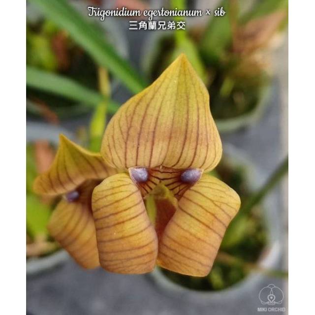 Trigonidium egertonianim x sib