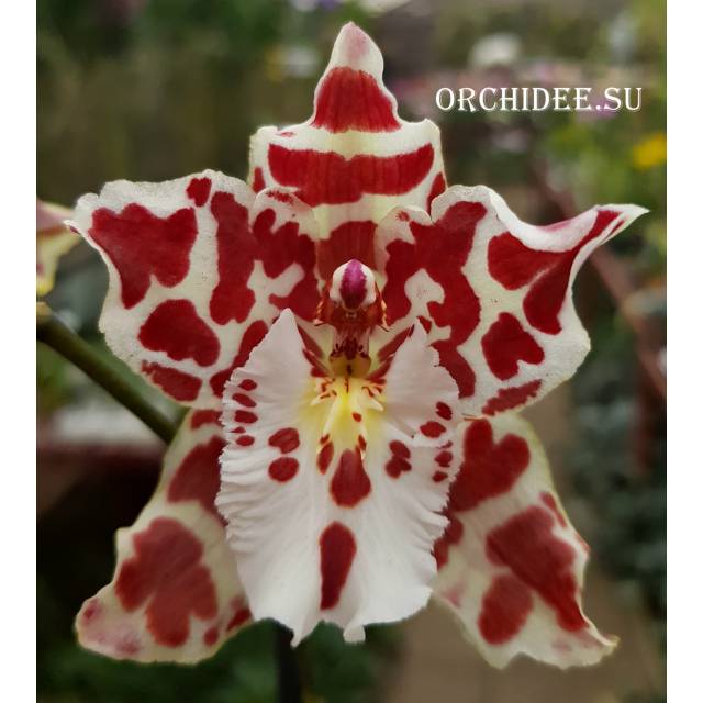 Odontocidium Tropic Drop