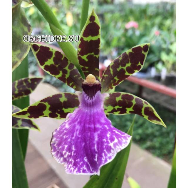 Zygopetalum Everspring