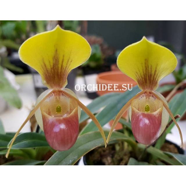 Paphiopedilum helenae