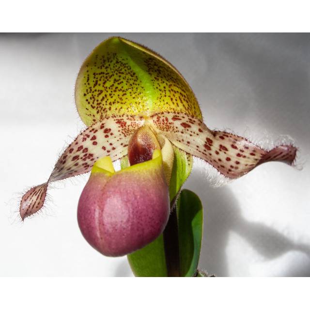 Paphiopedilum moquetteaum