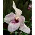 Paphiopedilum delenatii x malipoense 'Bear-28'