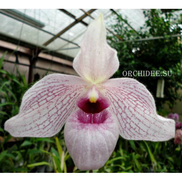 Paphiopedilum delenatii x malipoense 'Bear-28'