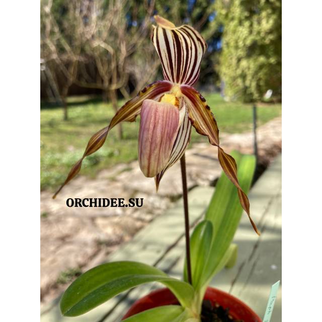 Paphiopedilum granduliferum