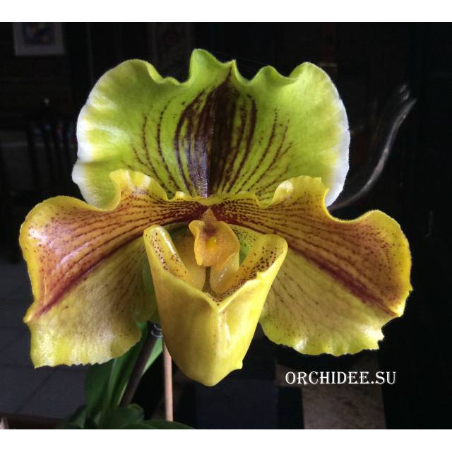 Paphiopedilum Lippewunder 