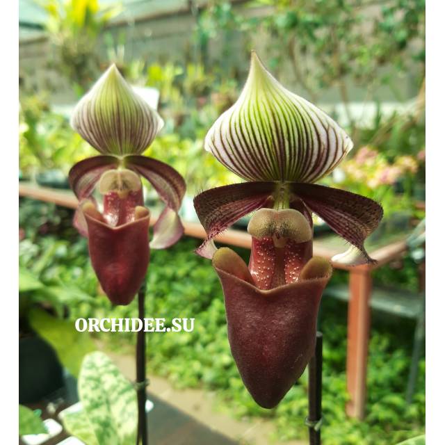 Paphiopedilum superbiens
