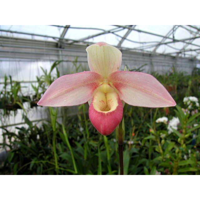 Phragmipedium Cape Sunset