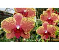 Phalaenopsis PH 005 KV Charmer 'Zhen 5702'