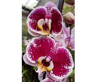 Phalaenopsis PH 017 Composition