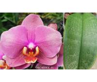 Phalaenopsis PH 078