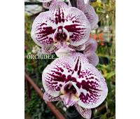Phalaenopsis PH 121