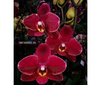 Phalaenopsis PH 189 Ola
