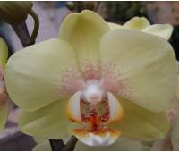 Phalaenopsis PH 197 Golden Jaguar