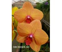 Phalaenopsis PH 202 Golden brick