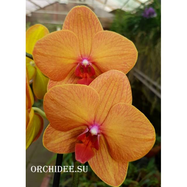 Phalaenopsis PH 202 Golden brick