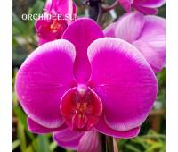 Phalaenopsis PH 246 Joyride