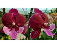 Phalaenopsis Chia Shing Hot Kiss '256' Big Lip