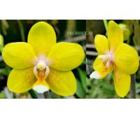 Phalaenopsis I-Hsin Cutie Honey