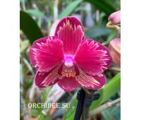 Phalaenopsis PHM 161 Intrigue