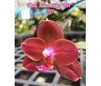 Phalaenopsis Mituo King '997' 