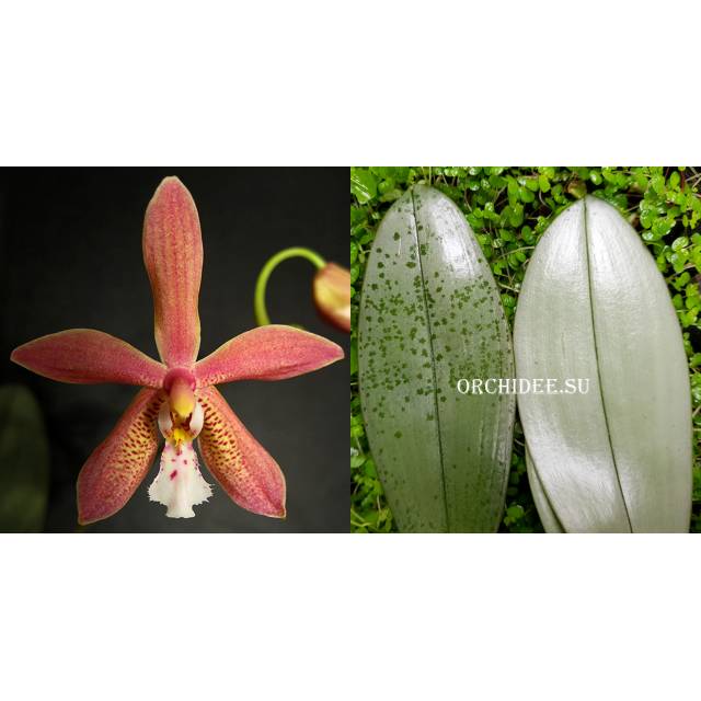 Phalaenopsis Bronze Maiden
