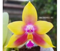 Phalaenopsis KS Happy Eagle x Hawaii Dragon Girl