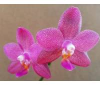 Phalaenopsis Ember