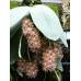 Phalaenopsis gigantea