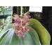 Phalaenopsis gigantea