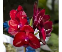 Phalaenopsis Haur Jih Fancy