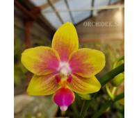 Phalaenopsis I-Hsin Venus IS 1442