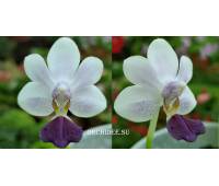 Phalaenopsis Su's Glad Kid ‘Blue’ 