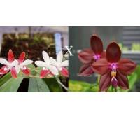 Phalaenopsis Miki C1 Bear