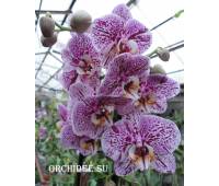 Phalaenopsis PH 008