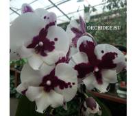 Phalaenopsis PH 068 Big Lip Sparkling Kizz