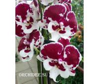 Phalaenopsis PH 069 Untold Stories Big Lip 