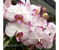 Phalaenopsis PH 102 Utopia 