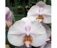 Phalaenopsis PH 110