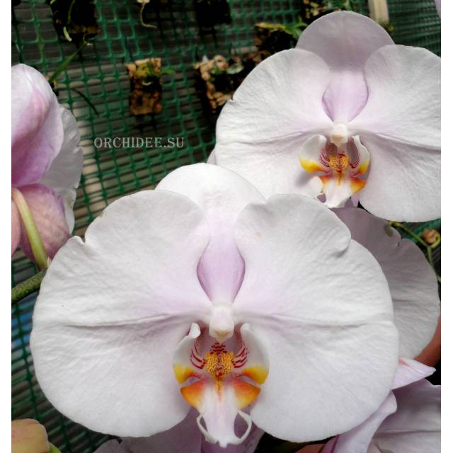 Phalaenopsis PH 110
