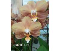Phalaenopsis PH 119 Monaco 