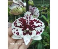 Phalaenopsis PH 132 Polka Big Lip