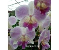 Phalaenopsis PH 137 Manta Maldives Big Lip