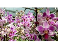 Phalaenopsis PHM 157/1 Rainbow Chip 'Chip Star'