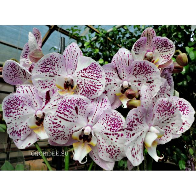 Phalaenopsis PH 271 Taida Pink Lady