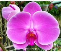 Phalaenopsis PH 006 Bombay