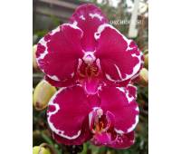 Phalaenopsis PH 030 Heart Breaker